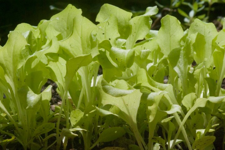 lettuce seedlngs
