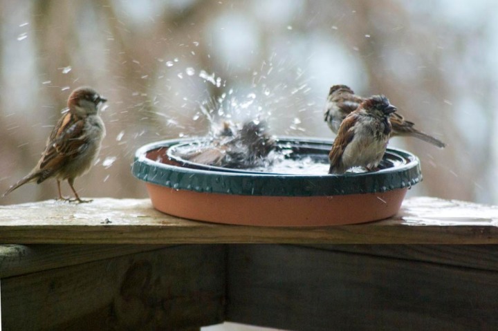 sparrows in bird bath