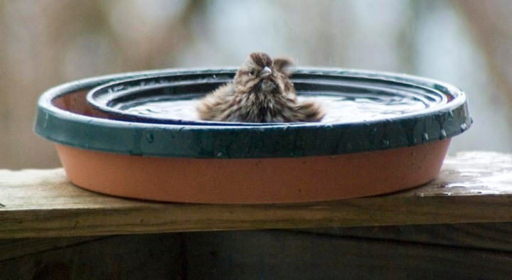sparrow in birdbath