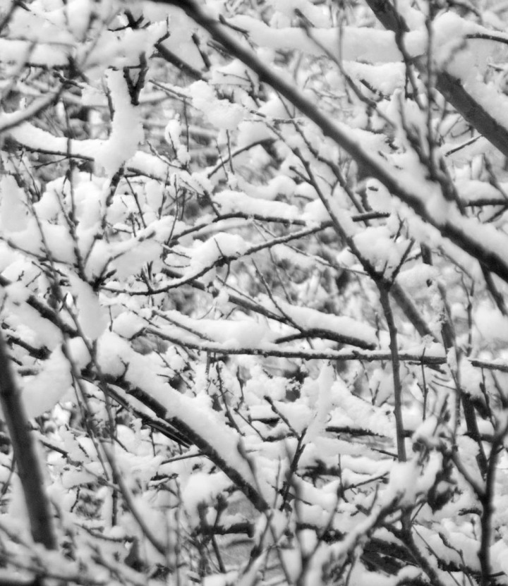 snow on branches, black and white