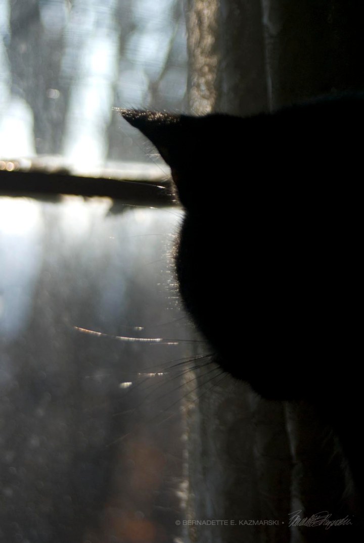 black cat looking out of window