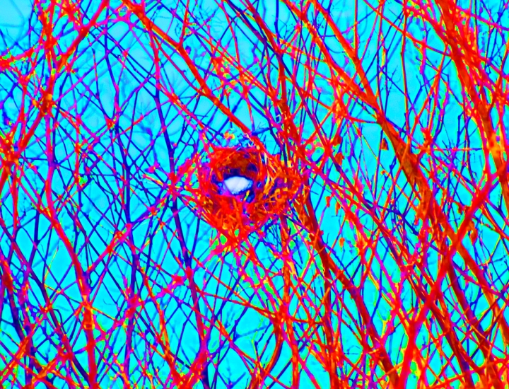 bird nest in branches, saturated