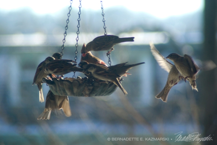 sparrows at bird feeder.