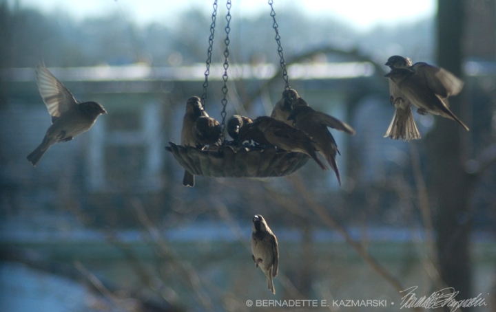 sparrows at feeder