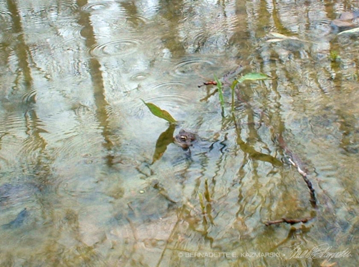 frog in pond