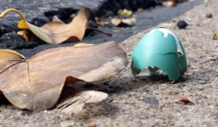 robin egg on pavement