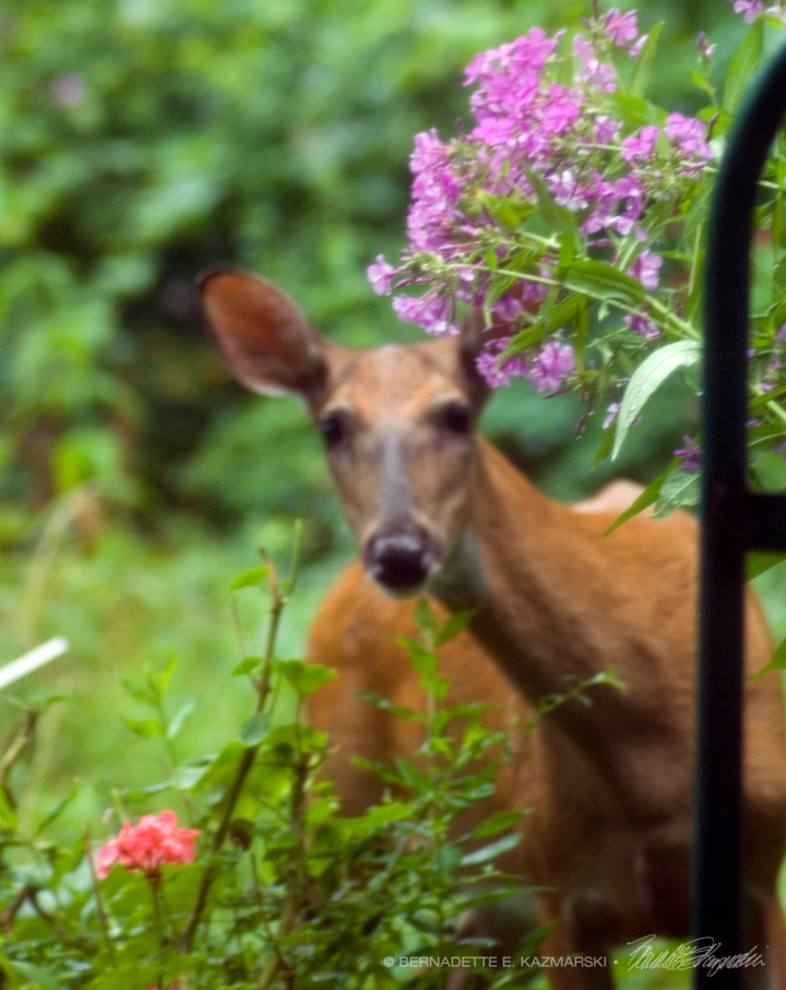 doe with flowers