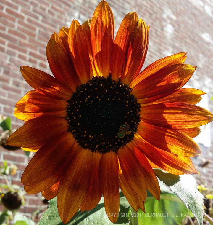 russet sunflower