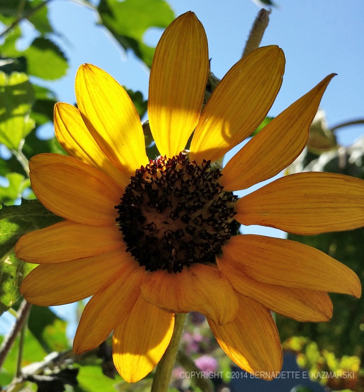 Yellow sunflower in shadow