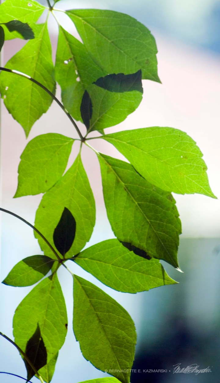 virginia creeper leaves
