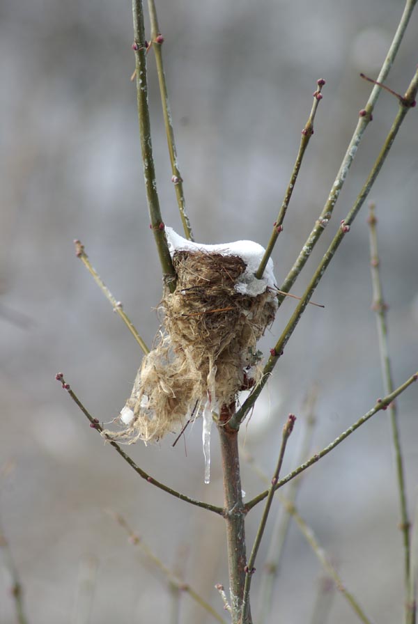 bird nest in bare tree with snow