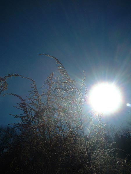 photo of sun behind wormwood