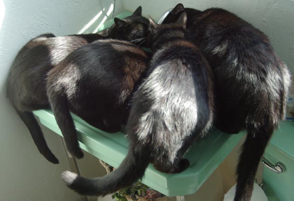 photo of four blakc cats drinking from a faucet