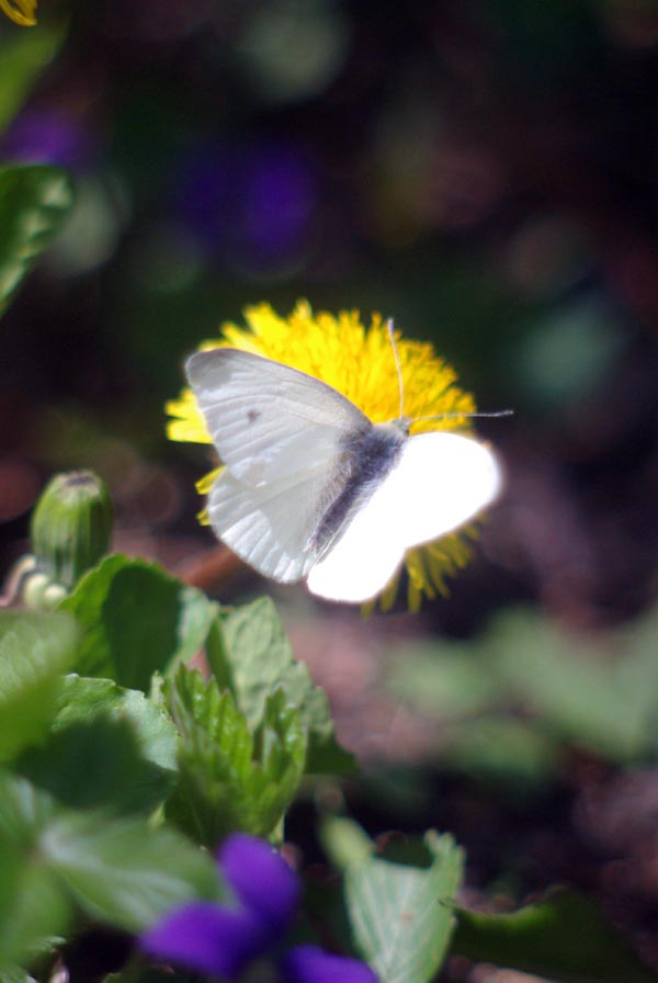 photo of cabbage white butterfly on dandelion
