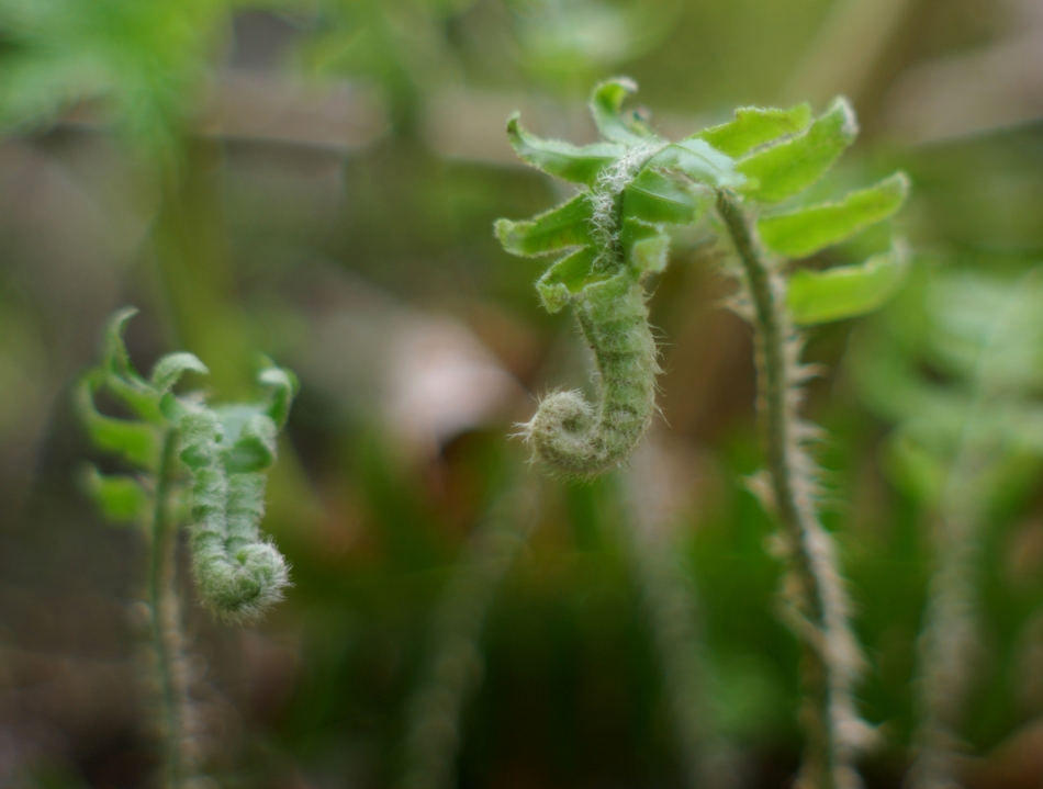 image of fern fiddleheads