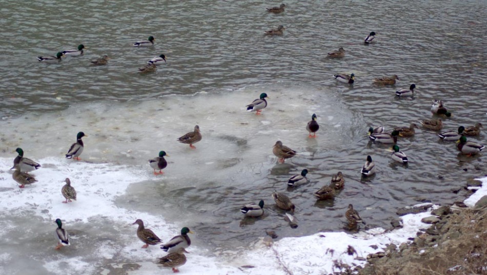 ducks in chartiers creek
