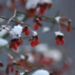 Berries with snow