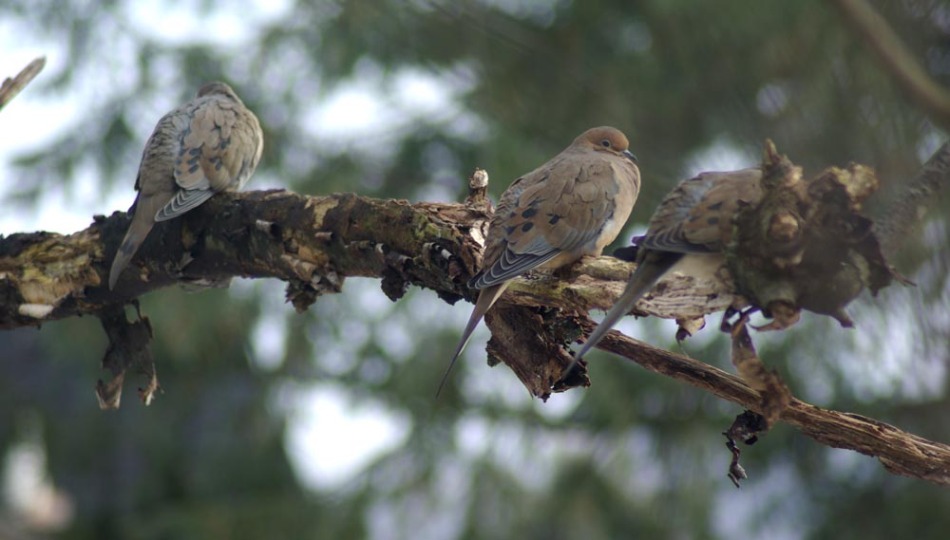 three doves on a branch