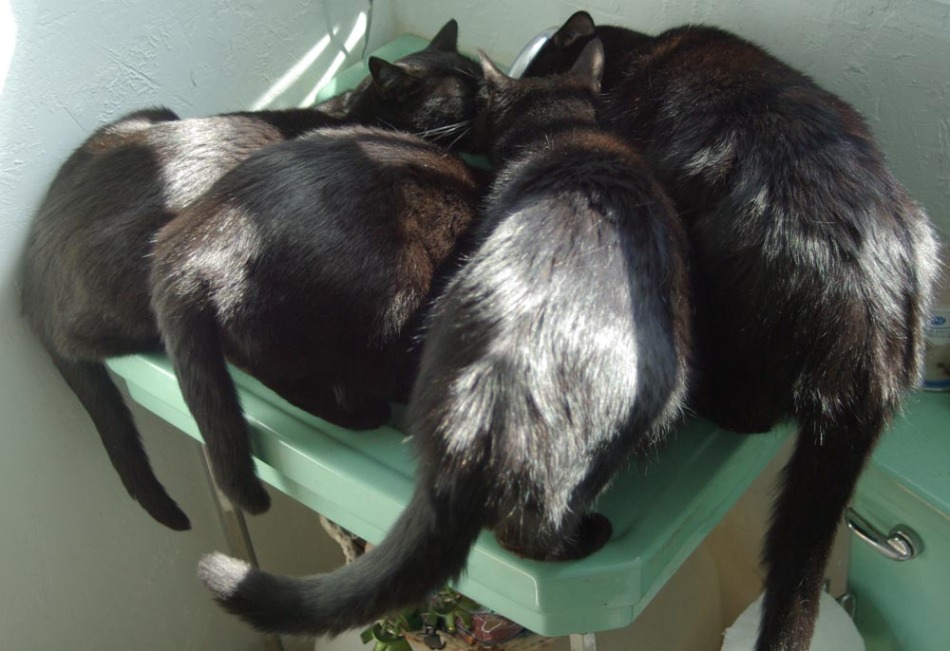 four black cats drinking from faucet
