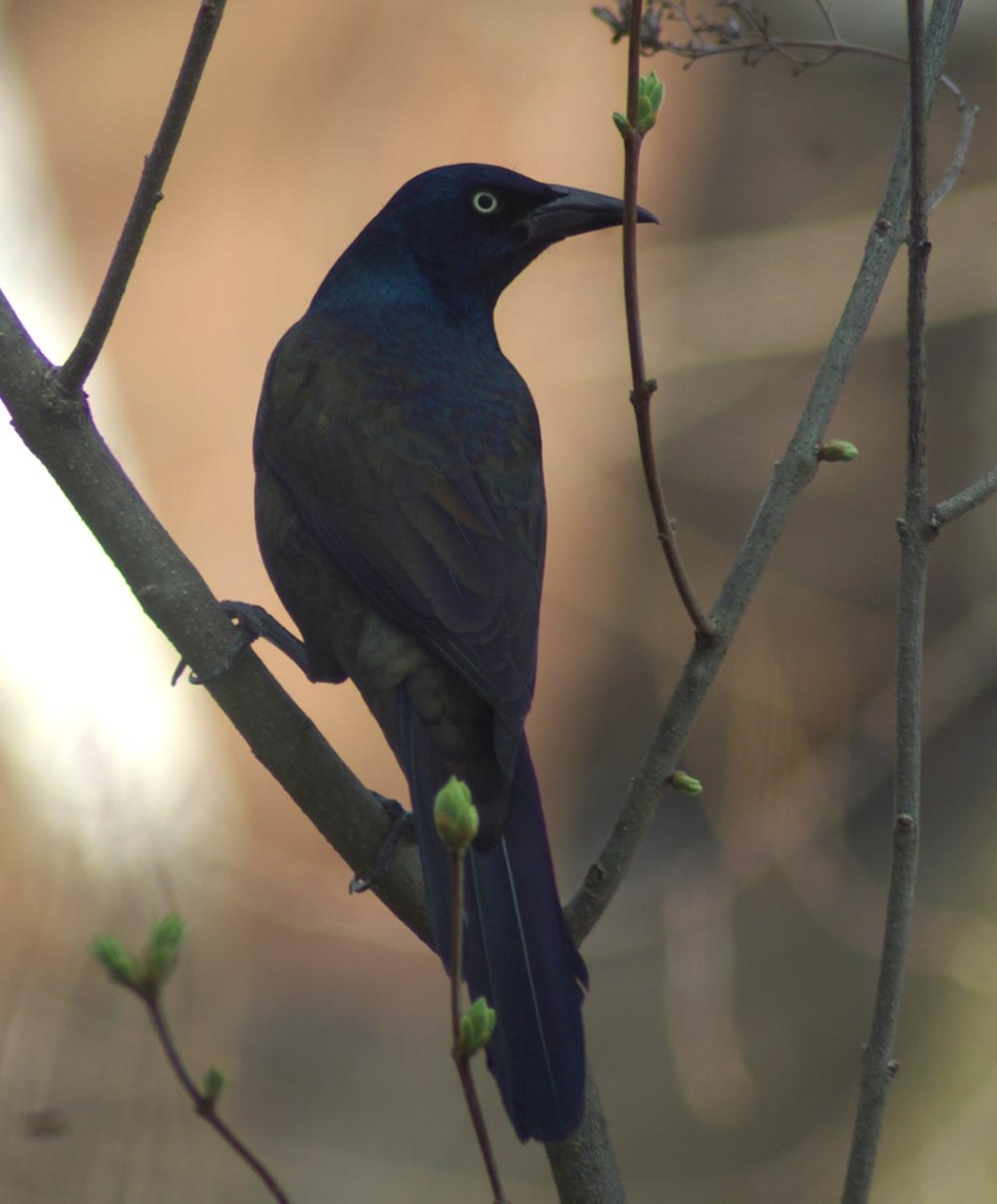 photo of common grackle