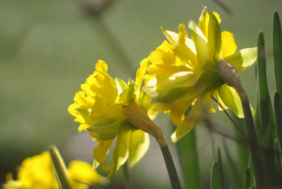 yelow daffodils