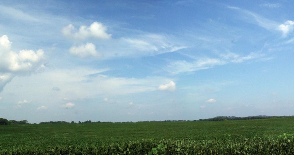 photo of alfalfa field with sky