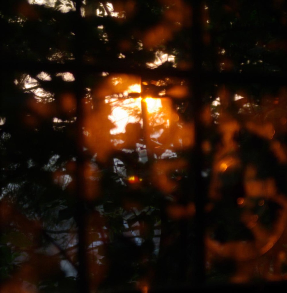 photo of dawn light through trees