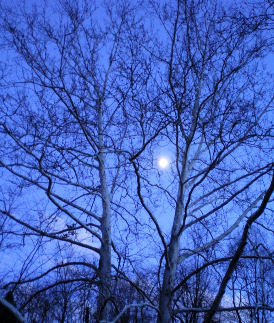 moon and sycamore trees