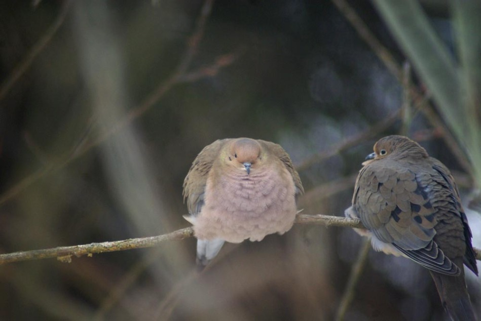 photo of two doves on a branch