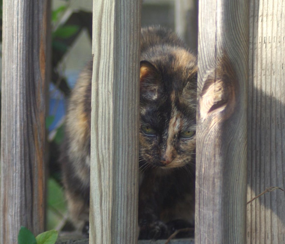 tortoiseshell cat looking through deck railing