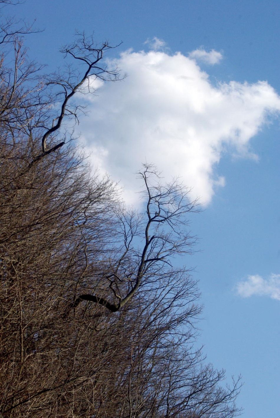 trees, sky and cloud