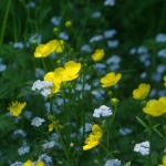 buttercups and forget-me-nots