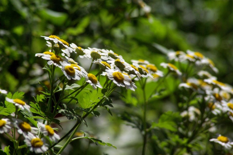 feverfew flowers in color