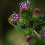 honeybee on burdock plant