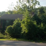 House overgrown with trees