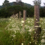 Fence with queen anne's lace
