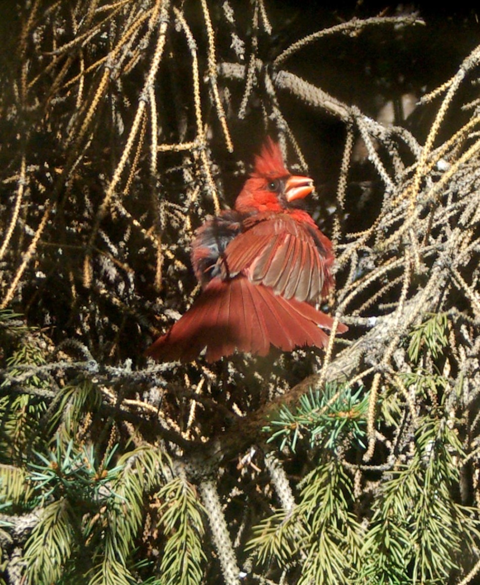 americal cardinal
