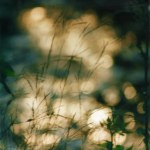 photo of grasses and sparkling water