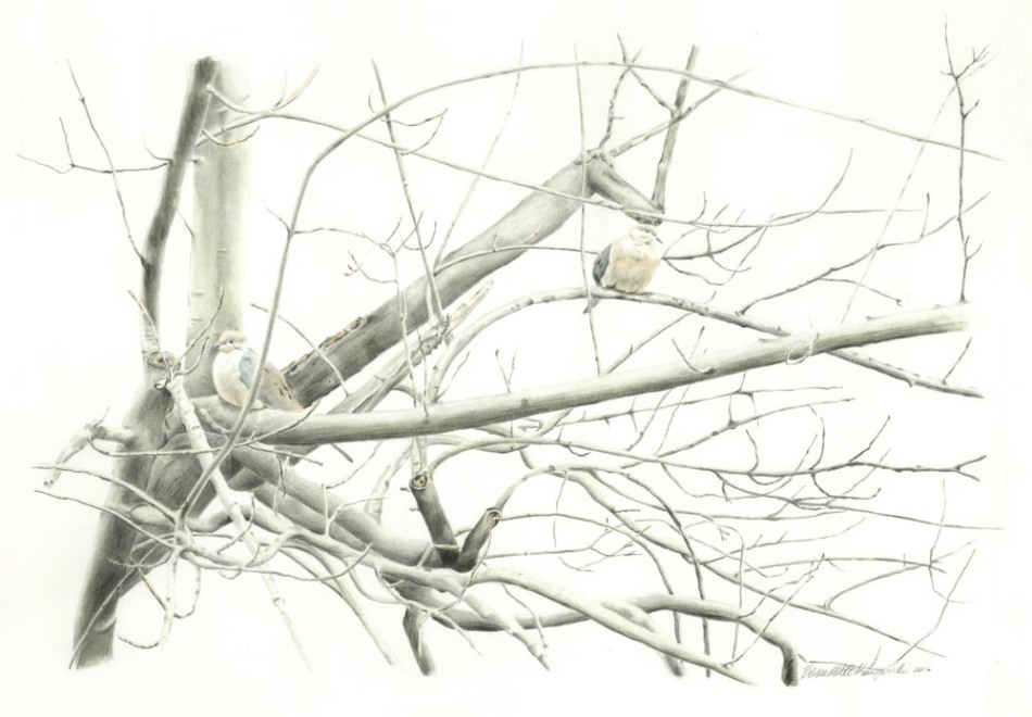 pencil sketch of doves in bare branches