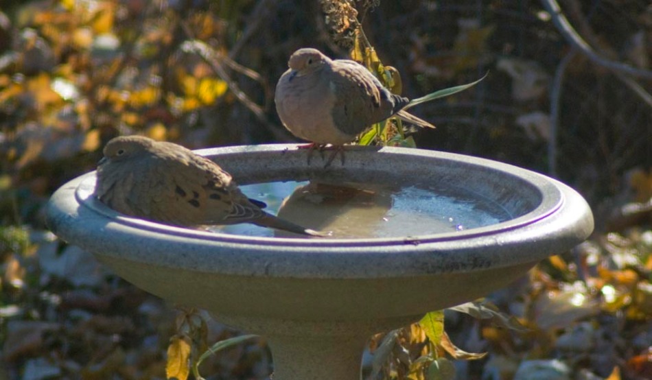 two mourning doves on bird bath