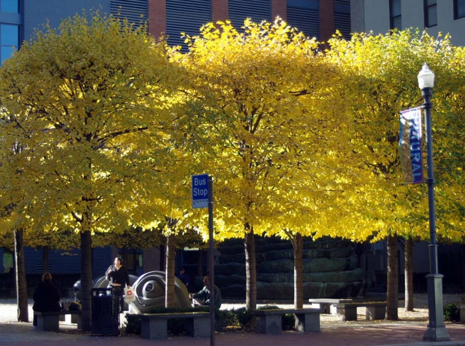 yellow leaves in the city