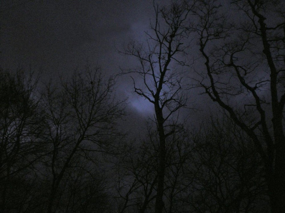 night photo of bare trees
