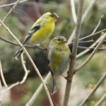 two american goldfinches