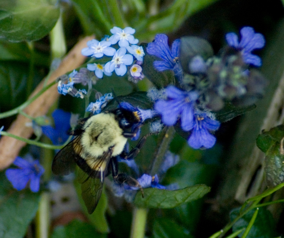 A Busy Bumblebee