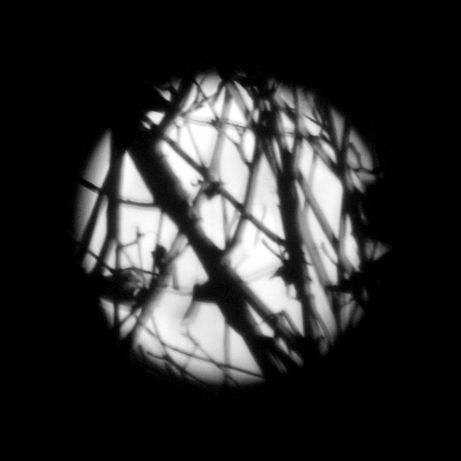 Moon with Branches