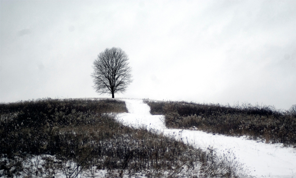 photo of tree in winter field