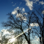 winter sun on bare trees
