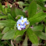 The first forget-me-nots.