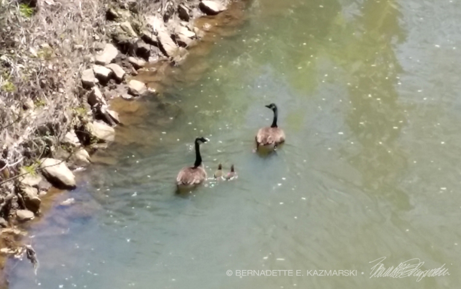 Canada Geese on the creek