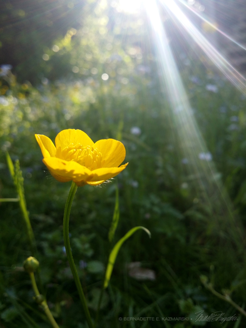 Buttercup in the Sun